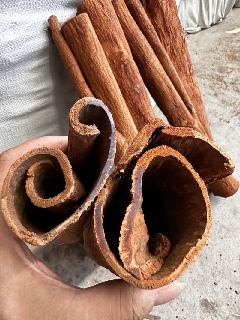 紫油桂