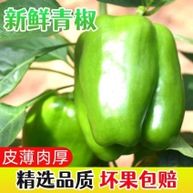 山东农家不辣圆椒新鲜青椒菜椒太空椒灯笼椒当季新鲜薄皮辣妹