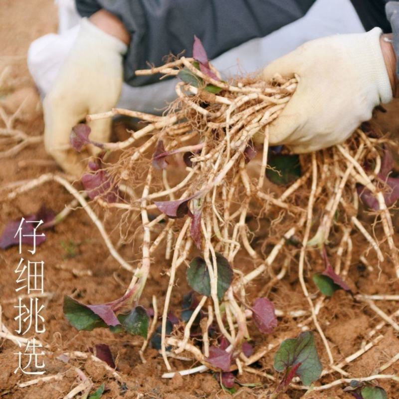 现挖新鲜鱼腥草折耳根侧耳根嫩根节节根下饭菜新鲜蔬菜包邮
