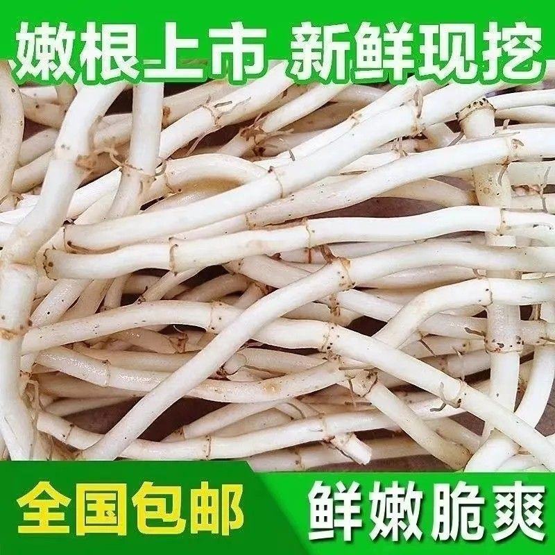现挖新鲜鱼腥草折耳根侧耳根嫩根节节根下饭菜新鲜蔬菜包邮