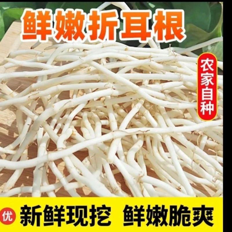 现挖新鲜鱼腥草折耳根侧耳根嫩根节节根下饭菜新鲜蔬菜包邮