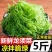 【食用海藻海草5斤】福建龙须菜凉拌菜火锅菜龙须菜