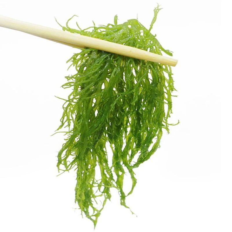 【食用海藻海草5斤】福建龙须菜凉拌菜火锅菜龙须菜