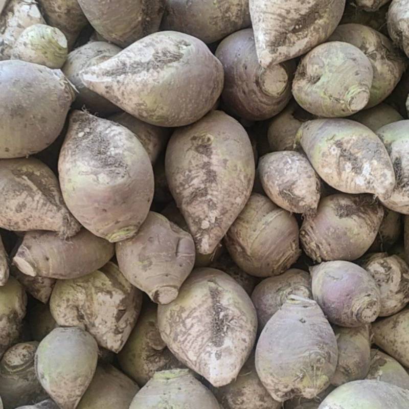 东台市大头菜大量上市，欢迎新老顾客前来洽谈！
