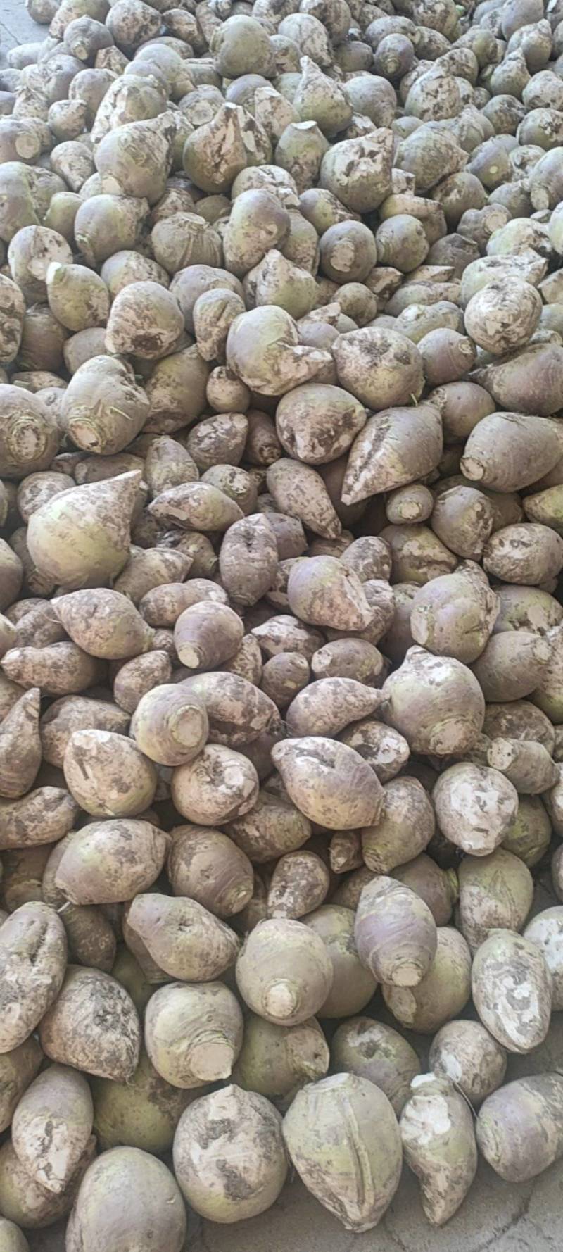 东台市大头菜大量上市，欢迎新老顾客前来洽谈！