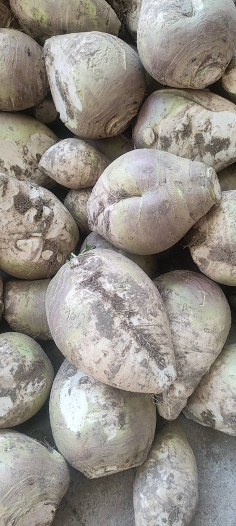 东台市大头菜大量上市，欢迎新老顾客前来洽谈！
