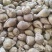 东台市大头菜大量上市，欢迎新老顾客前来洽谈！