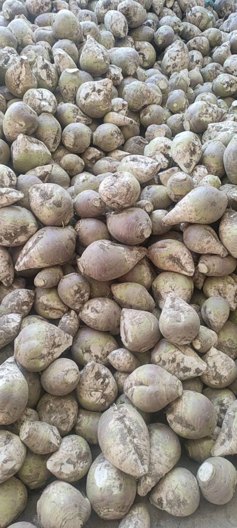 东台市大头菜大量上市，欢迎新老顾客前来洽谈！