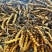 2025头茬新冬虫夏草西藏虫草十根起售量大从优