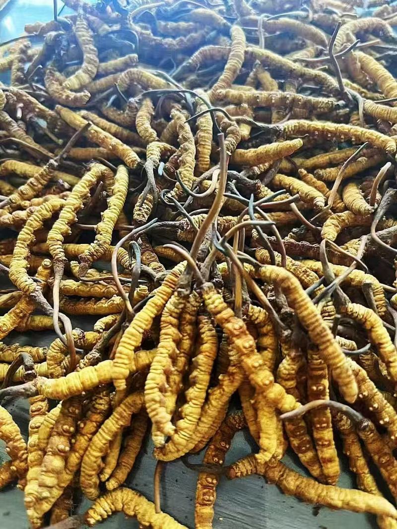 2025头茬新冬虫夏草西藏虫草十根起售量大从优