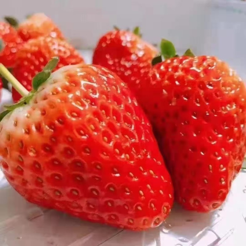 长丰红颜草莓