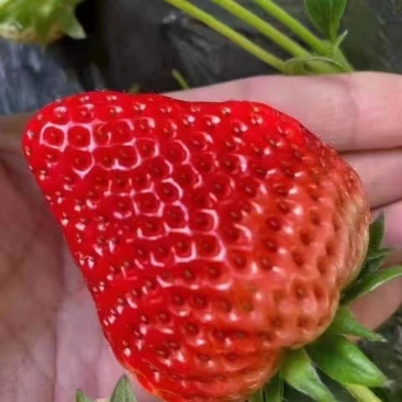 长丰红颜草莓