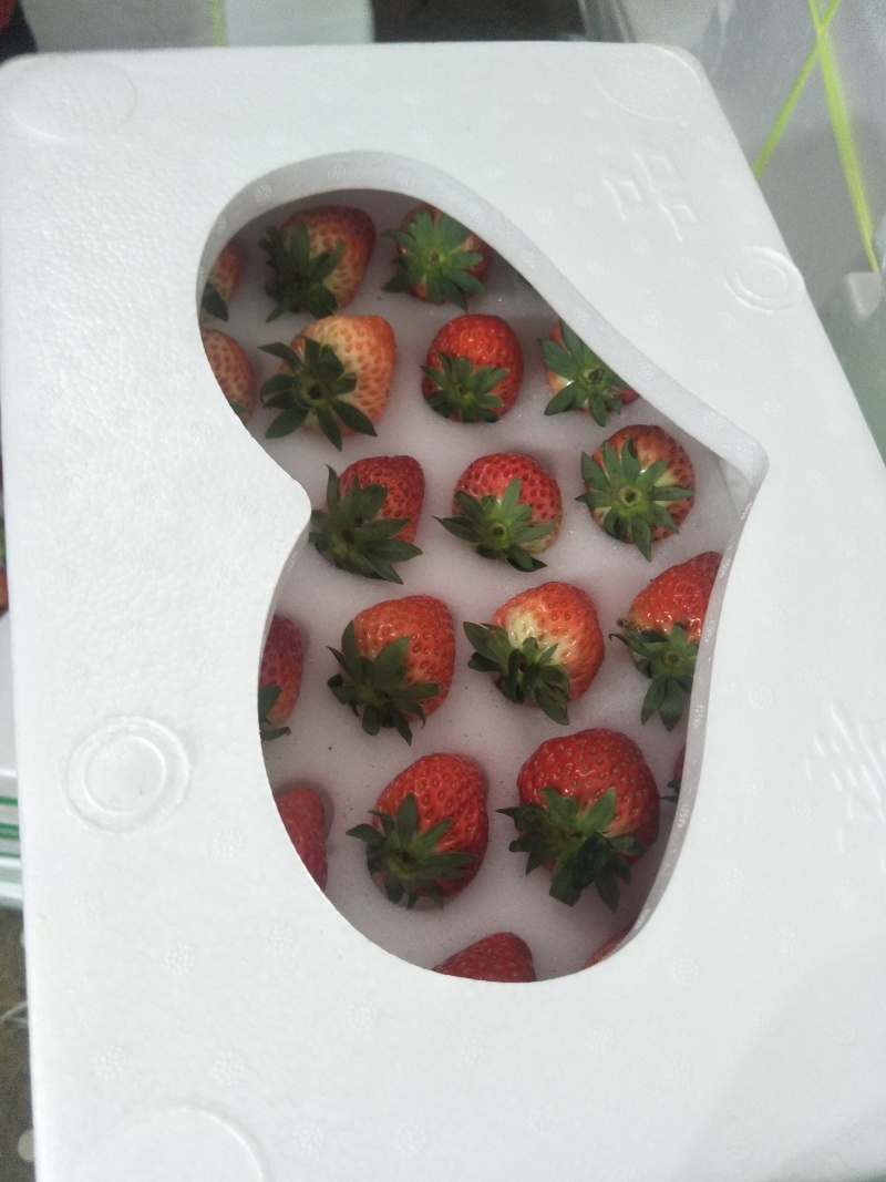长丰红颜草莓
