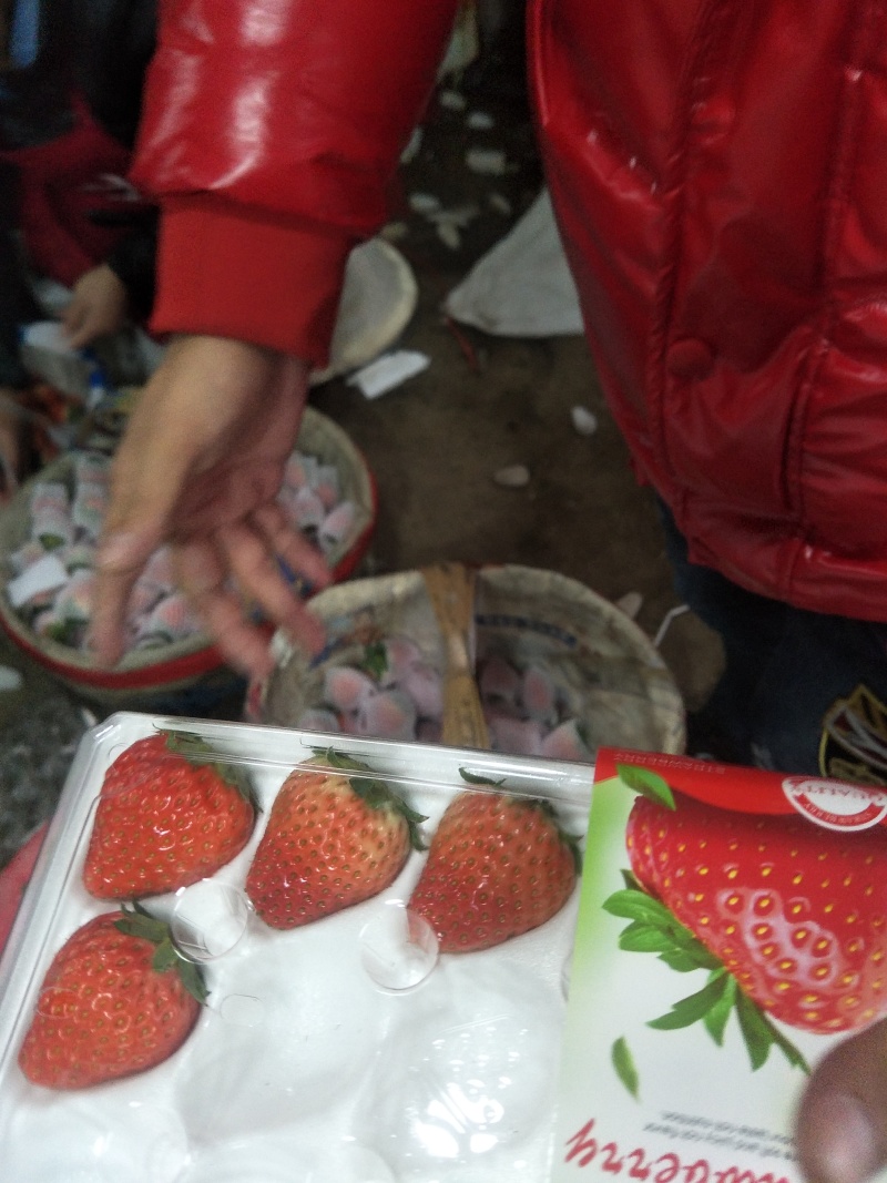 长丰红颜草莓