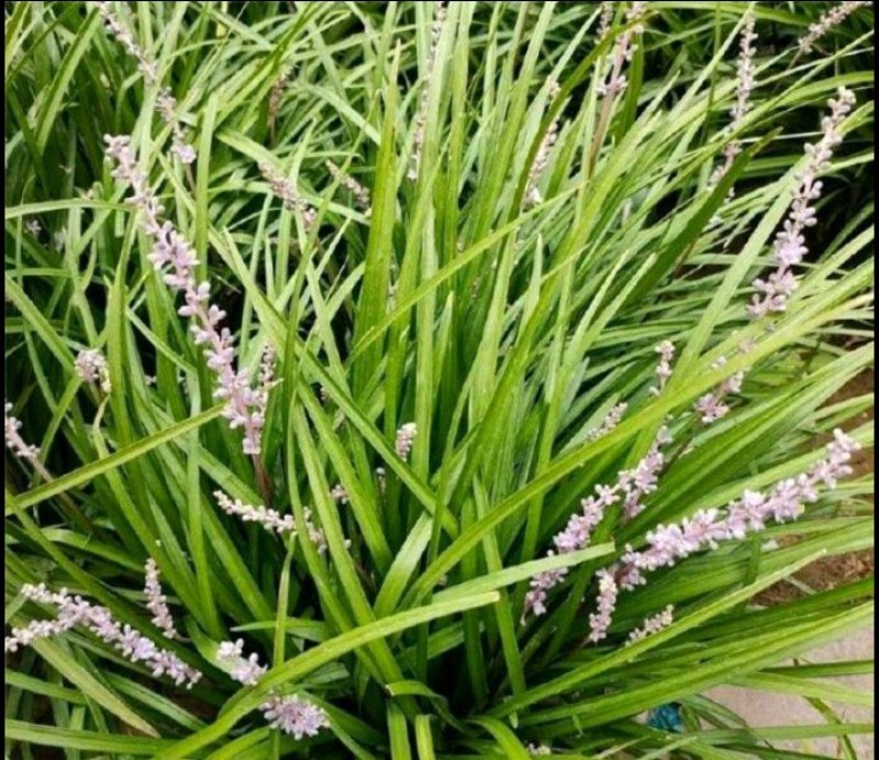 中细叶麦冬草沿阶草四季常青麦冬种苗玉龙草坪批发