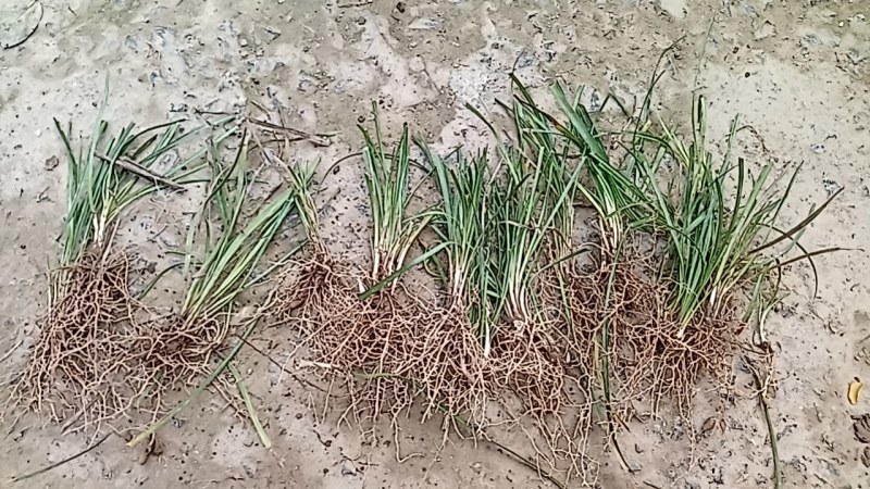 中细叶麦冬草沿阶草四季常青麦冬种苗玉龙草坪批发