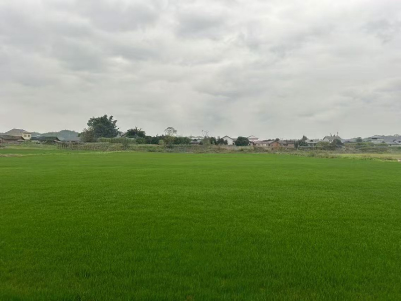 混播草草坪基地直发百慕大早熟禾混播草