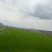 混播草草坪基地直发百慕大早熟禾混播草