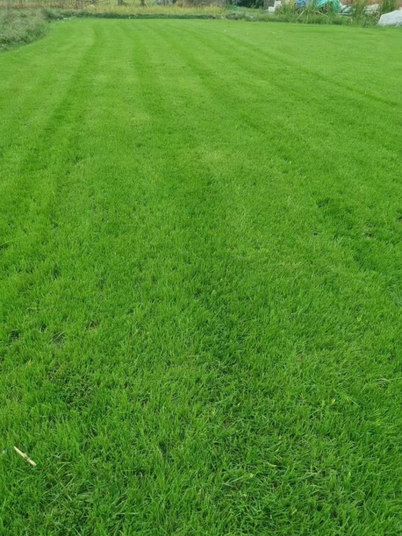 混播草草坪基地直发百慕大早熟禾混播草