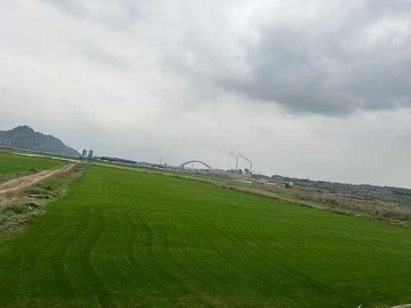 混播草草坪基地直发百慕大早熟禾混播草