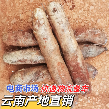 云南灵芝山药粉糯大量现挖上市，场地直发，电商市场直供