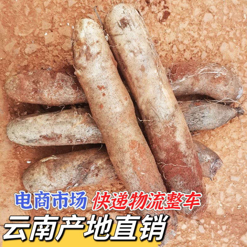云南灵芝山药粉糯大量现挖上市，场地直发，电商市场直供