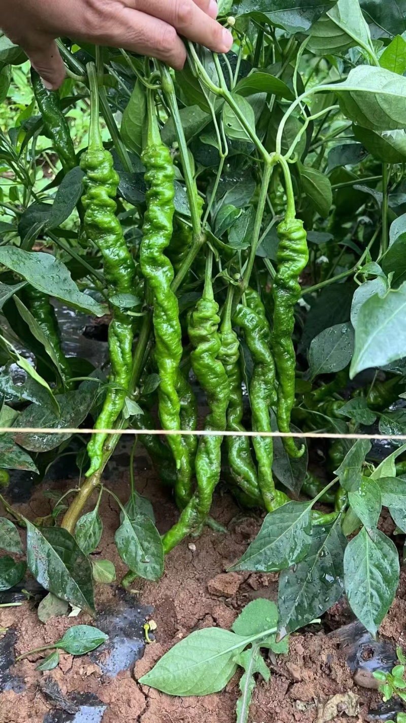 精品辣椒苗质量保障根系发达