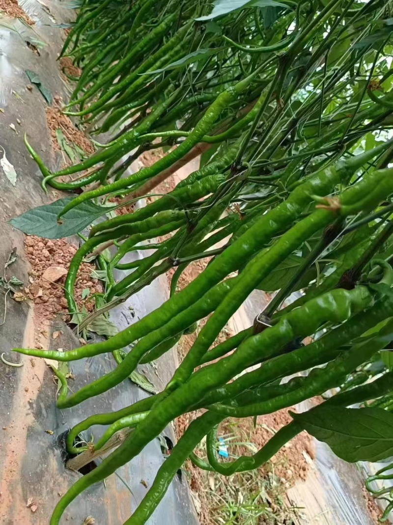 精品辣椒苗质量保障根系发达