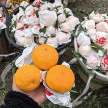蒲江耙耙柑精品大量供应。