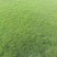 台湾草草坪草混播草货品充足