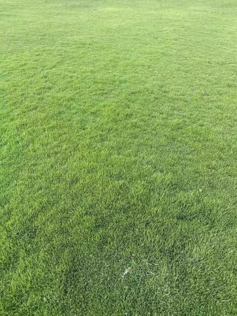 台湾草草坪草混播草货品充足
