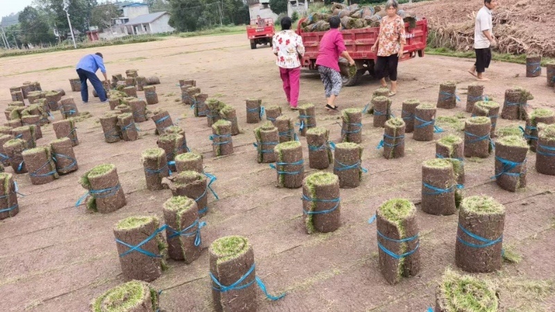 台湾草草坪草混播草货品充足