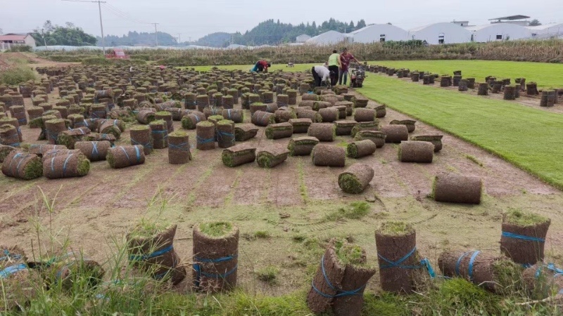 台湾草草坪草混播草货品充足