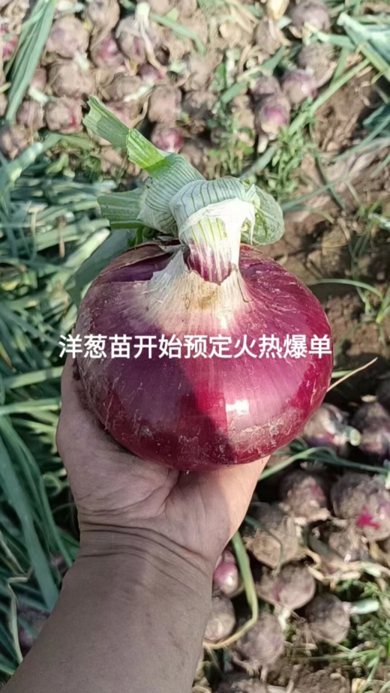 优质高产洋葱苗河西二红河东半高庄水果洋葱苗紫苗基地直销