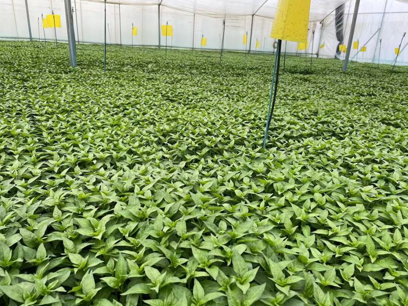 精品辣椒苗质量保障根系发达