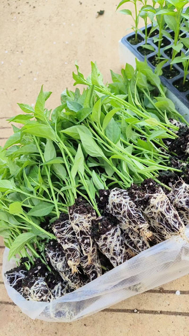 精品辣椒苗质量保障根系发达