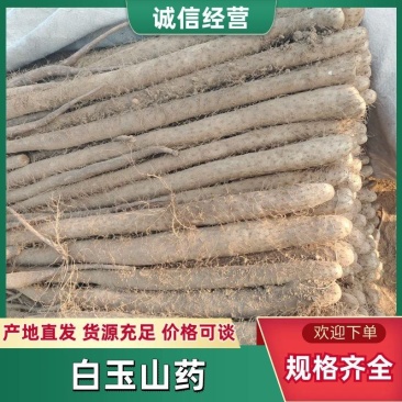 【实力推荐】精品白玉山药大量供应规格齐全可视频看货