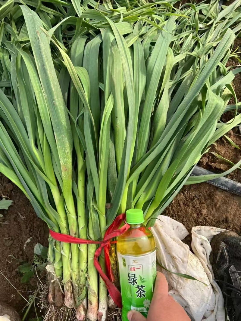蒜苗红根蒜苗河南红根蒜苗种植面积大种植模式好