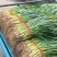 蒜苗红根蒜苗河南红根蒜苗种植面积大种植模式好