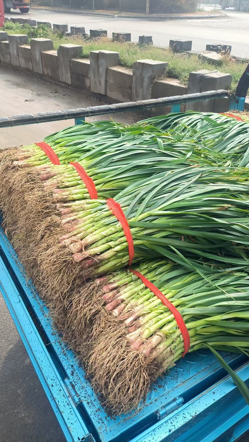 蒜苗红根蒜苗河南红根蒜苗种植面积大种植模式好