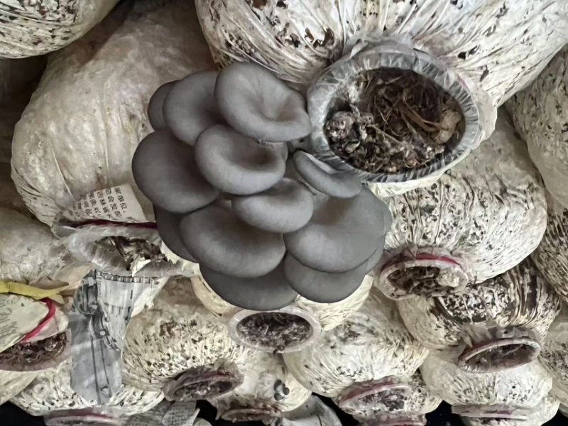 小黑平菇