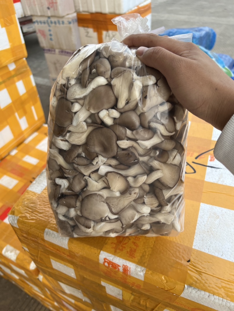 小黑平菇