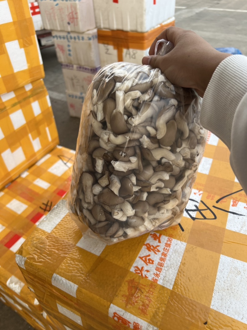 小黑平菇