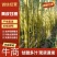 云南黄金甘蔗大量上市，可大量供应市场，电商商超