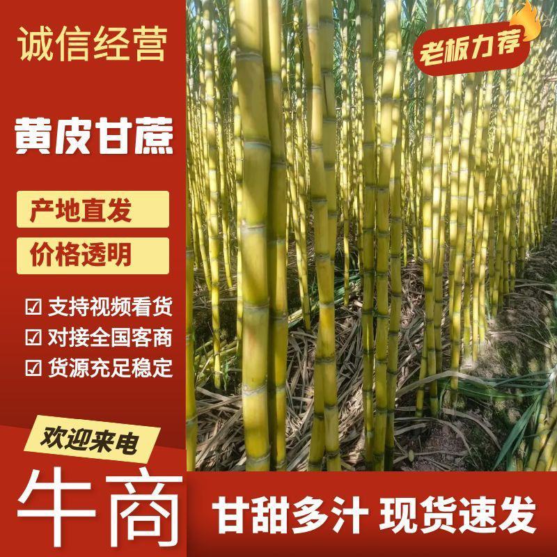 云南黄金甘蔗大量上市，可大量供应市场，电商商超