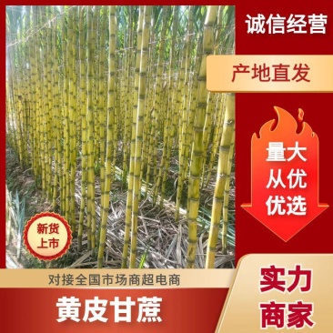 云南黄金甘蔗大量上市，可大量供应市场，电商，商超