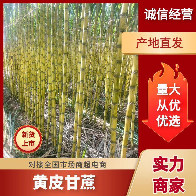 云南黄金甘蔗大量上市，可大量供应市场，电商，商超