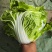河南白菜新乡小包白菜秦白2号白菜一手货源全国批发