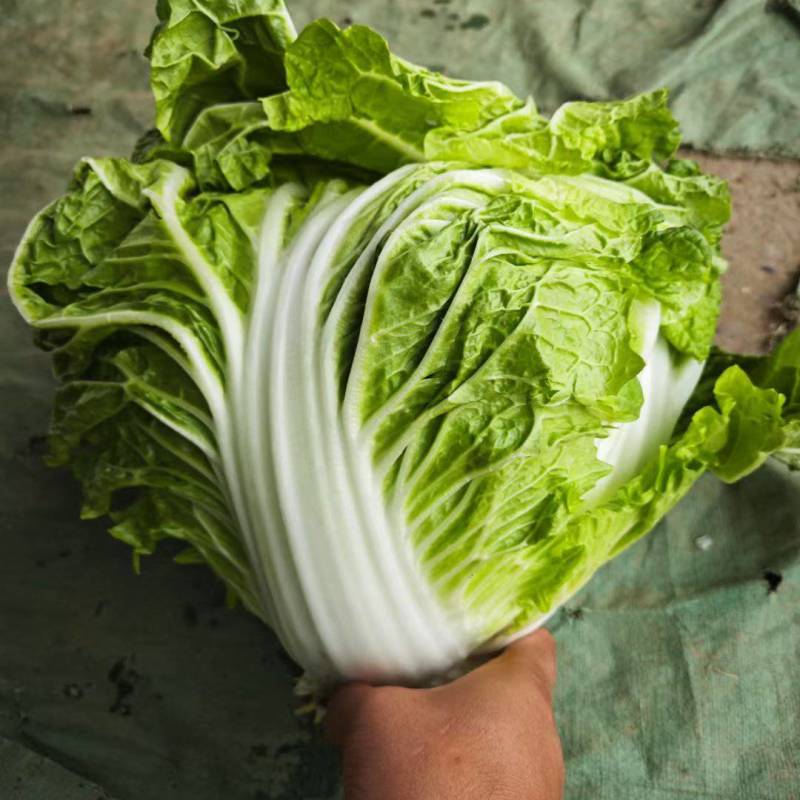 河南白菜新乡小包白菜秦白2号白菜一手货源全国批发