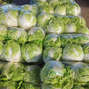 新乡小包心白菜秦白二号白菜河南白菜产地直发电商市场存库